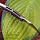 Нож Steelclaw "Керамбит черно зеленый"
