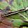 Нож REALSTEEL "Luna Eco Bronze"