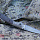 Нож TRIVISA "Piscis Austrinus"