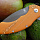 Нож Kizer V4477A2 "Roach"